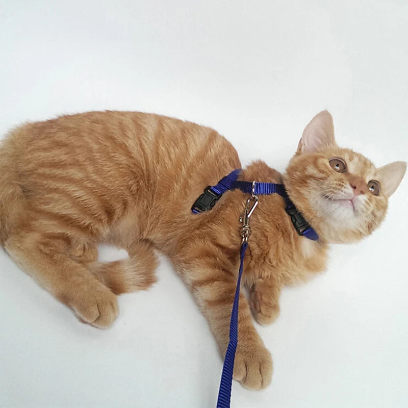 Affordable Cat Harness Kit