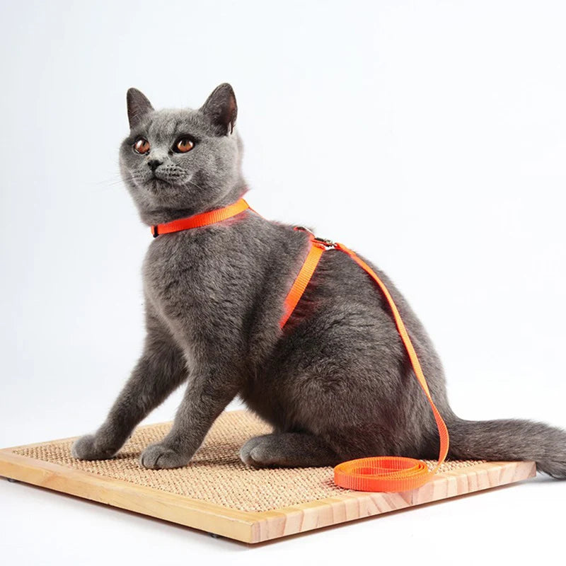 Affordable Cat Harness Kit